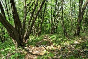 104 Scendo per sentiero nel bosco a Miragolo S. Salvatore